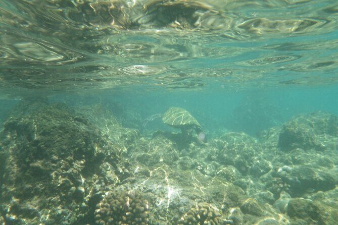 3.5 Hour Kailua-Kona Ocean Kayak and Snorkel Tour - FAQ