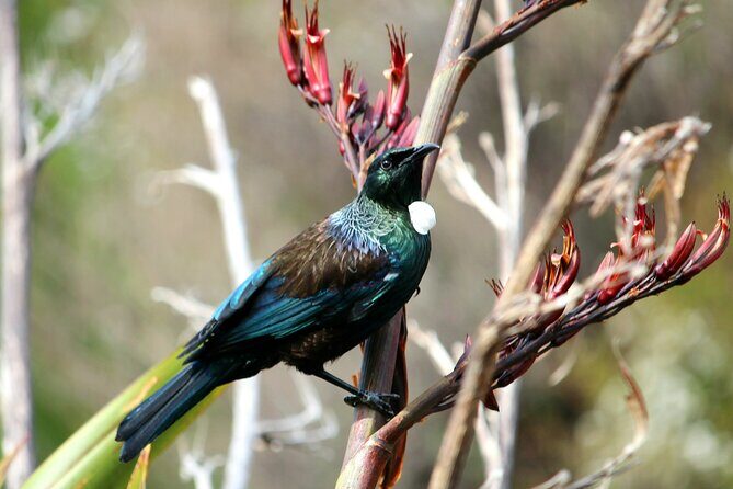 3 Day Abel Tasman Guided Walk - FAQ