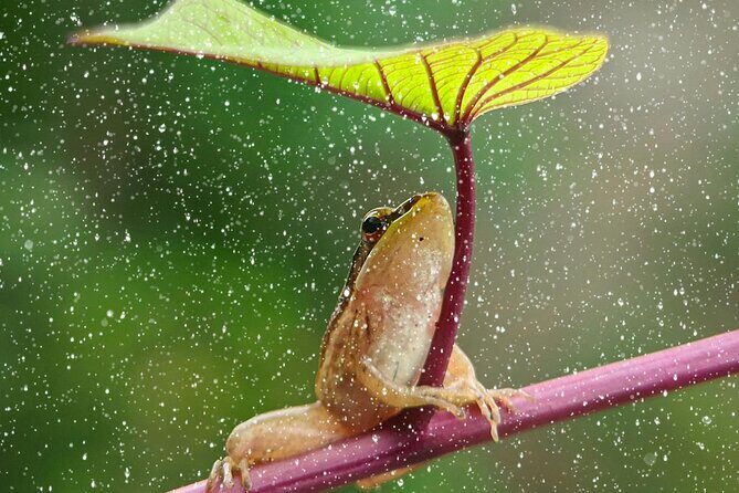 3 Day All-Inclusive Guided Jungle Tour from Iquitos - Key Points