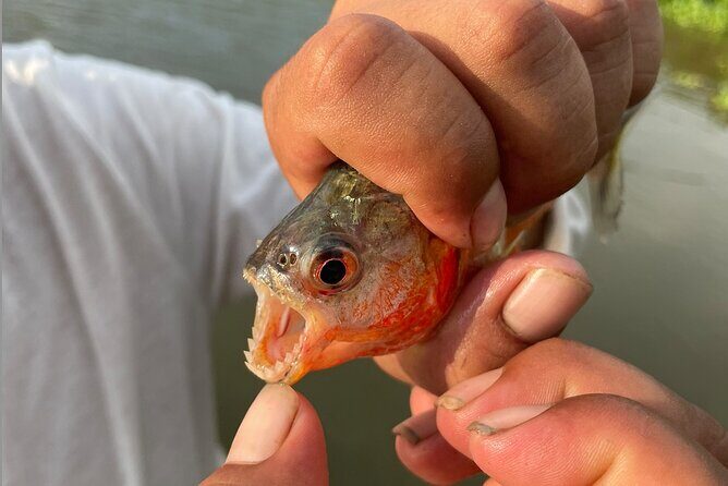 3 Day All-Inclusive Guided Jungle Tour from Iquitos - Practical Details & Value Analysis