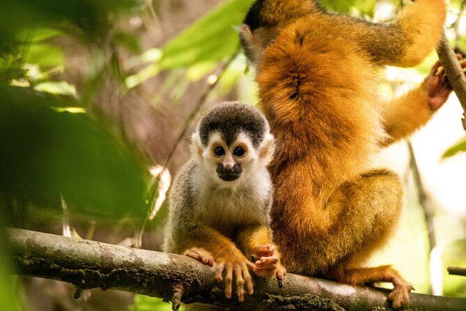 3 Day All-Inclusive Guided Jungle Tour from Iquitos - The Sum Up