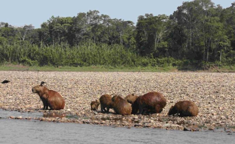 3-Day Amazon Rainforest Adventure - Who Is This Tour Best For?