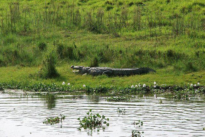 3-Day Chitwan Jungle Safari Tour from Kathmandu - Day 2: Wildlife and Adventure