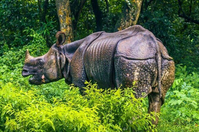 3 Day Chitwan National Park, Jungle Safari Package all Inclusive - Final Thoughts: Who Will Appreciate This Safari?
