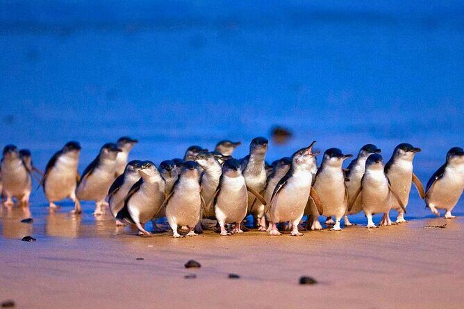 3 Day Combo: Great Ocean Road, Penguin Parade and FREE City Tour - Key Points