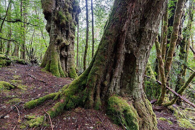 3-Day Cradle Mountain Photography Workshop - Who Should Consider This Tour?