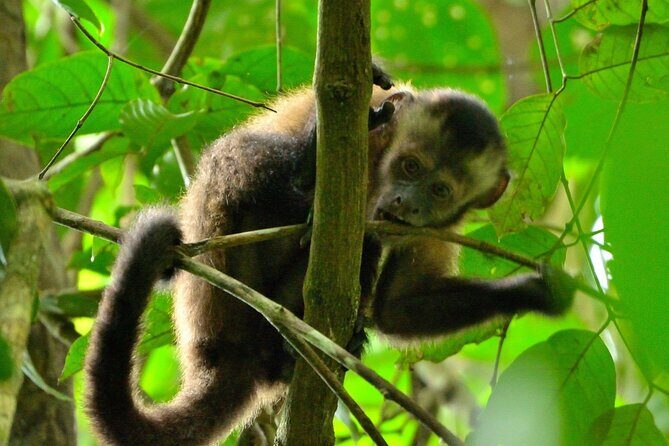 3-Day Eco-Sustainable Private Tour Manu National Park - A Deep Dive into the 3-Day Manu Experience