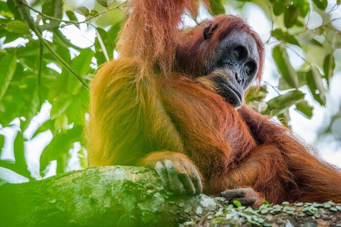 3-Day Ethical Orangutan Jungle Trek | Bukit Lawang, Sumatra - Key Points