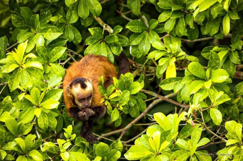 3-day excursion to the Amazon rainforest + accommodation - Night Walks & Canopy Views: Seeing the Unseen
