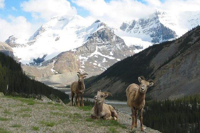 3-Day Glacial Tour package, Columbia Icefield, Jasper, LakeLouise - Who Should Book This Tour?