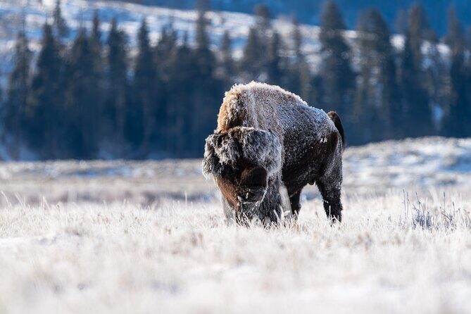 3 Day Guided Wildlife Photography Tour in Yellowstone - 3 Day Guided Wildlife Photography Tour in Yellowstone: A Close-Up Look