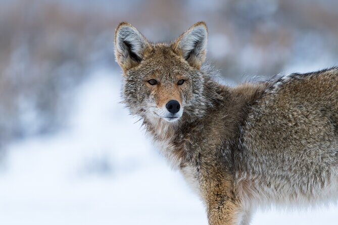 3 Day Guided Wildlife Photography Tour in Yellowstone - Key Points