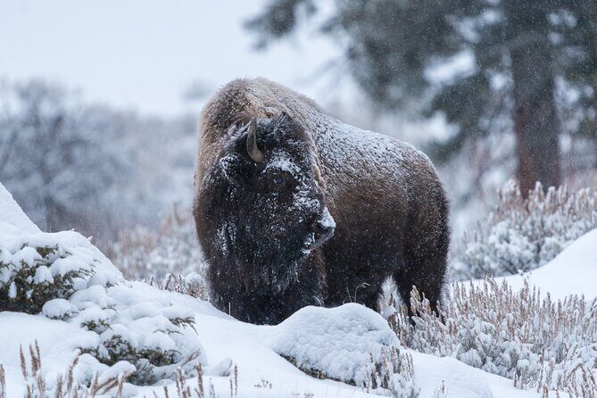 3 Day Guided Wildlife Photography Tour in Yellowstone - Frequently Asked Questions
