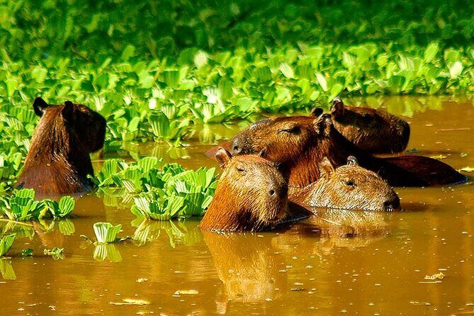 3-Day Iquitos Jungle Adventure at Muyuna Lodge - Final Thoughts