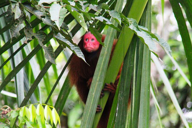3-Day Jungle and Amazon River Tour from Iquitos - Who Is This Tour Perfect For?