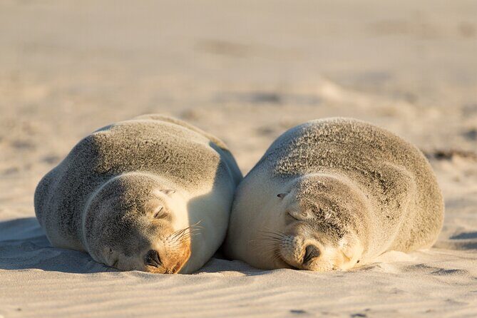 3-Day Kangaroo Island Adventure Tour - Key Points