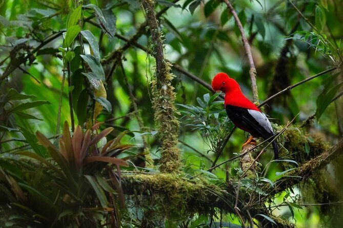 3 Day Manu Amazon Rainforest (Private Tour) - Introduction