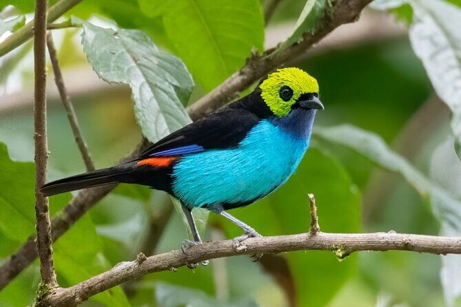 3 Day Manu Amazon Rainforest (Private Tour) - Key Points