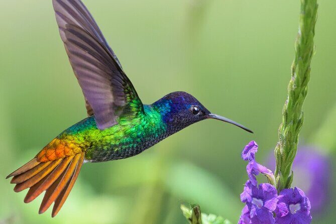 3 Day Manu Amazon Rainforest (Private Tour) - Authentic Encounters and What Travelers Say