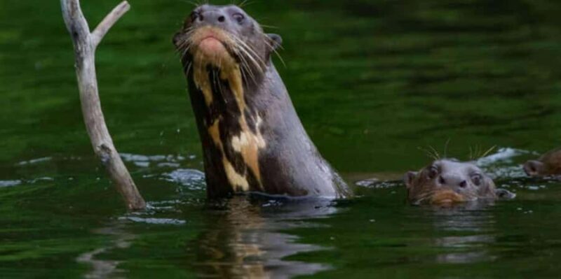 3 Day Manu Tour - The Value of Guided Nature Tours