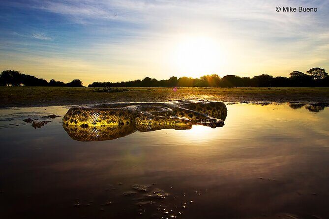 3-day Pantanal Wildlife Tour with accommodation- Departing from Cuiaba - Key Points