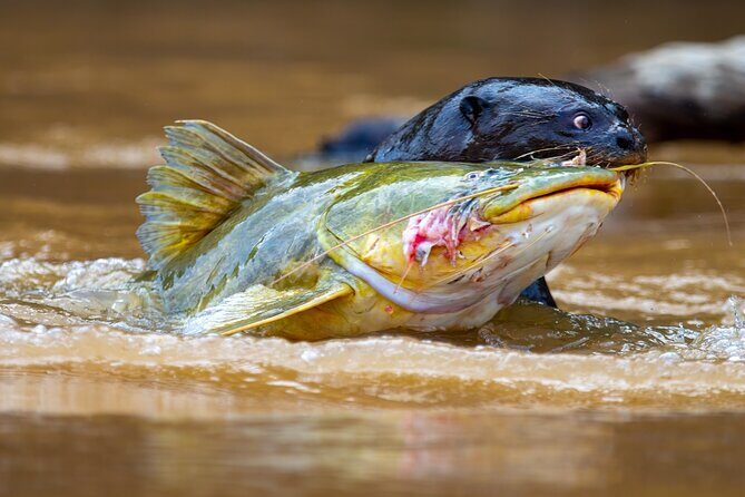 3-day Pantanal Wildlife Tour with accommodation- Departing from Cuiaba - Exploring the Itinerary in Detail