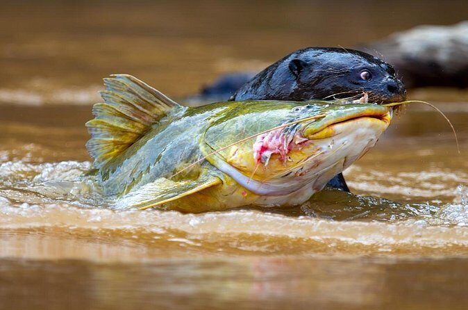 3-day Pantanal Wildlife Tour with accommodation- Departing from Cuiaba - The Sum Up