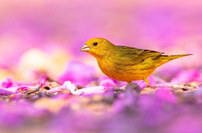 3-day Pantanal Wildlife Tour with accommodation- Departing from Cuiaba - FAQ