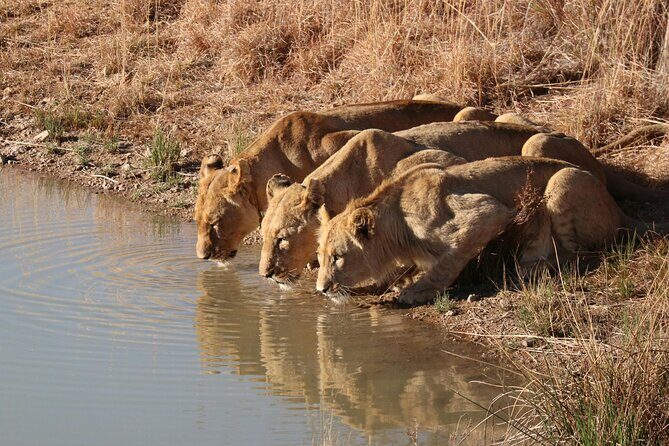 3 Day Private Tour of Gir Forest to Meet the Asiatic Lion - Key Points