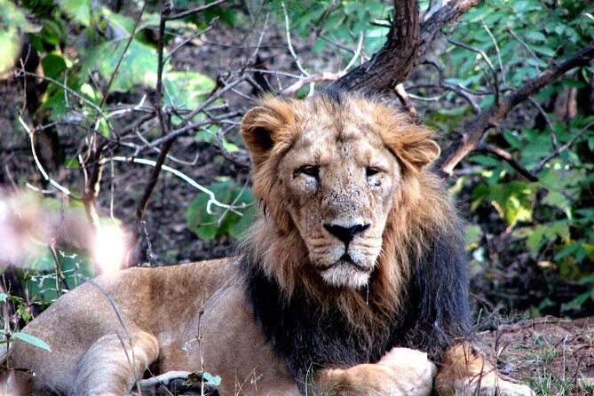 3 Day Private Tour of Gir Forest to Meet the Asiatic Lion - Final Thoughts