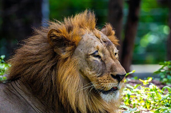 3 Day Private Tour of Gir Forest to Meet the Asiatic Lion - FAQ