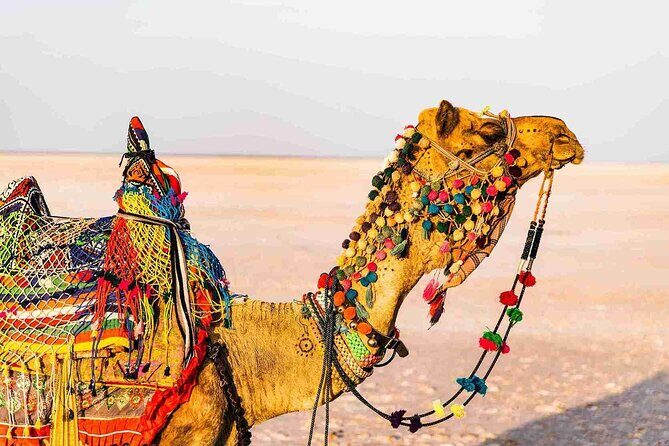 3 day private tour of Rann of Kutch from Ahmedabad - Key Points