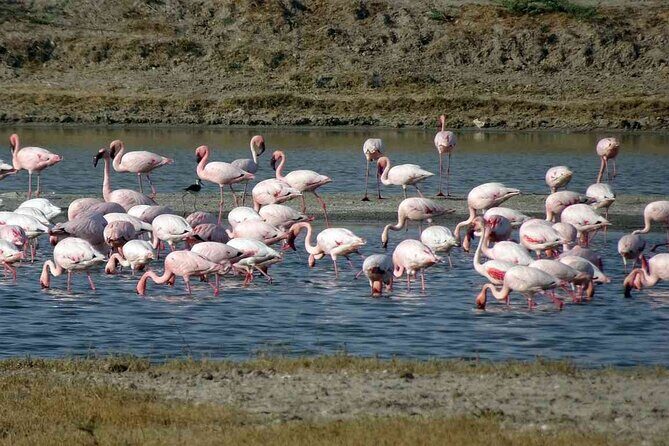 3 day private tour of Rann of Kutch from Ahmedabad - An In-Depth Look at the 3-Day Rann of Kutch Adventure