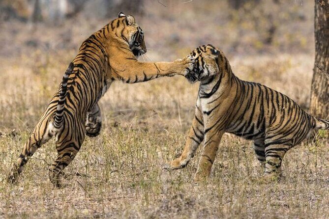 3-Day Ranthambhore Tiger Tour from Jaipur to Taj Mahal Agra ending in Delhi - A detailed look at the 3-Day Ranthambhore Tiger Tour