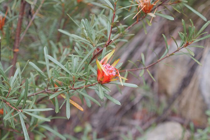 3 Day Scenic Tour of Blue Mountains from Sydney - FAQ