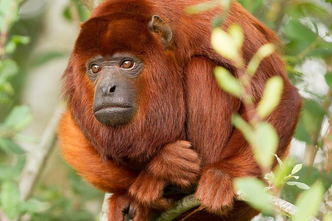 3-Day Tambopata Amazon Jungle Tour at Hacienda Concepción - Who Should Consider This Tour?