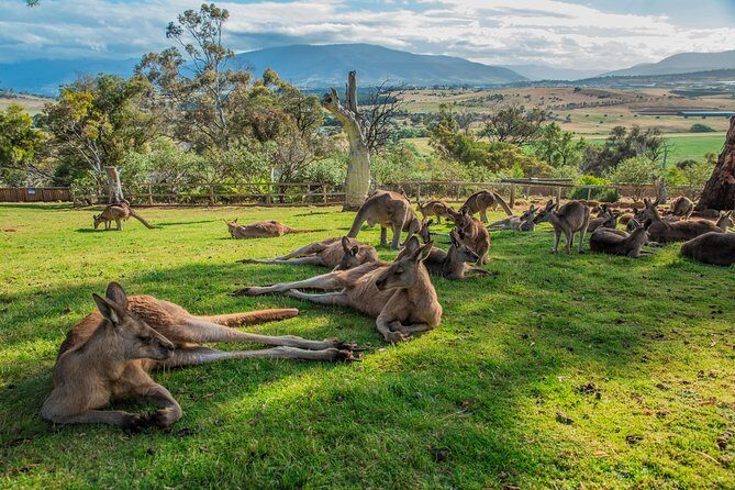 3 day Tasmanian highlights tour  Hobart, Port Arthur and Bruny Island - Who This Tour Is Perfect For