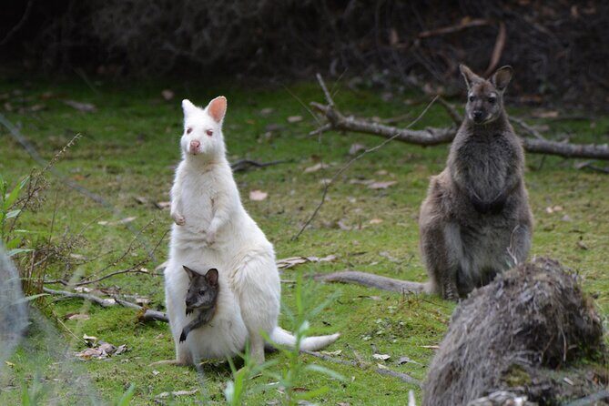 3 Day Tassie Tour Bundle Hobart, Wineglass Bay and Bruny Island - FAQ