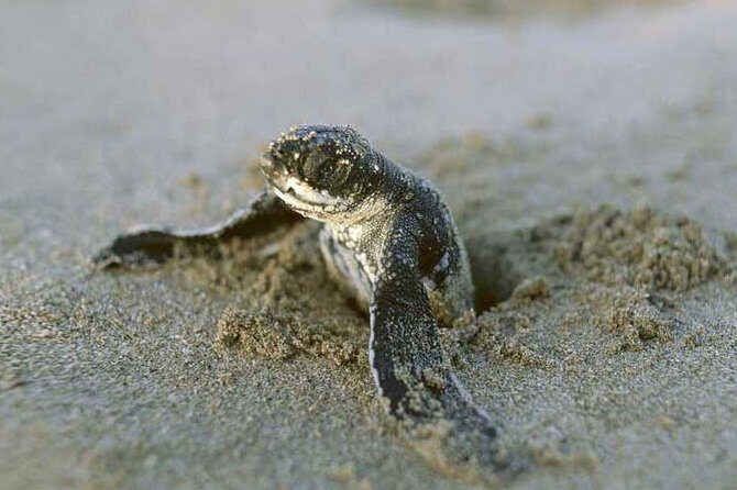 3-day Tortuguero Expedition - A Close-Up Look at the 3-Day Tortuguero Expedition