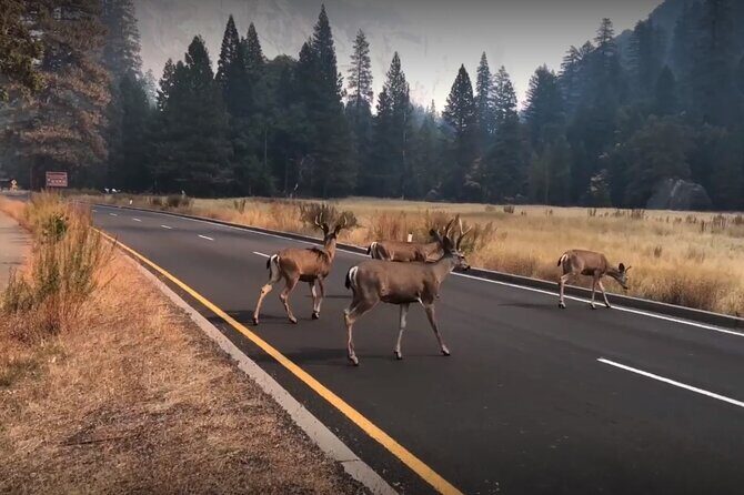 3-Day Tour: San Francisco, Yosemite National Park and LA - The Value and Who It’s Perfect For