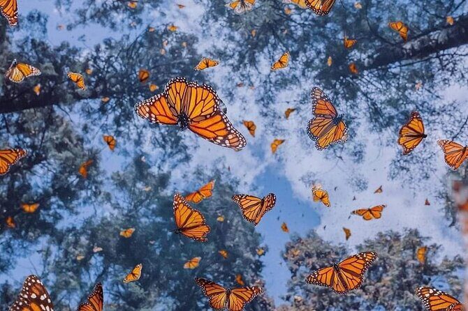 3 day Tour to Discover the Magic of Mexico & Monarch Butterflies - A Detailed Look at the 3-Day Tour