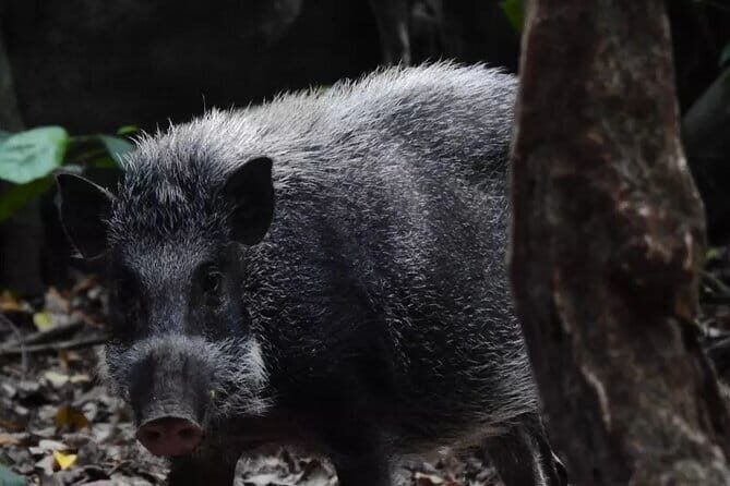 3-Day Ujung Kulon National Park Private Guided Tour - The Sum Up