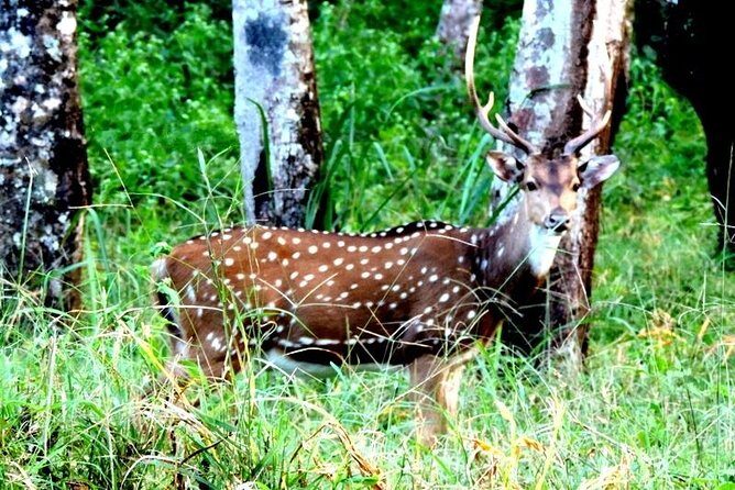 3-Day Wayanad Tour from Bangalore - Key Points