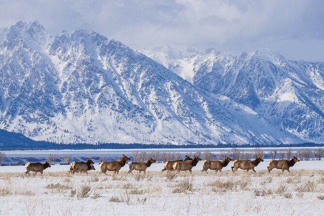 3 Day Yellowstone, Grand Teton Winter Discovery Small Group Tour - The Sum Up: The Value in Winter Wildlife and Geothermal Wonders
