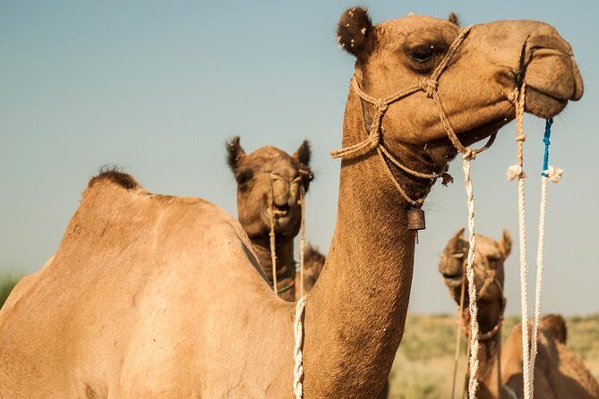 3 Days / 2 Nights Camel Safari - Authentic Experiences That Shine