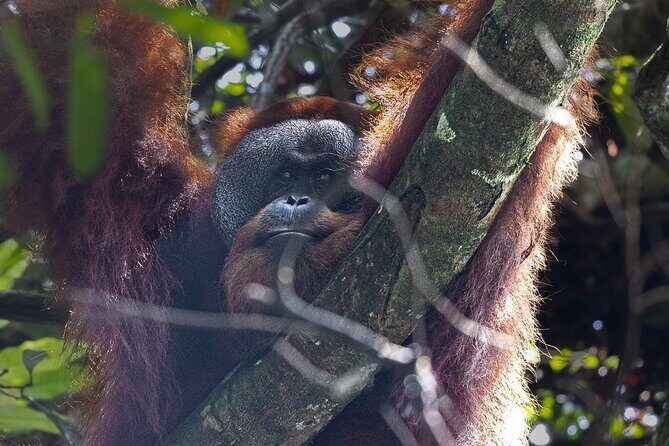 3 Days 2 Nights Ethical Jungle Trekking - Discover Sumatra’s Wilderness: 3 Days, 2 Nights Ethical Jungle Trekking