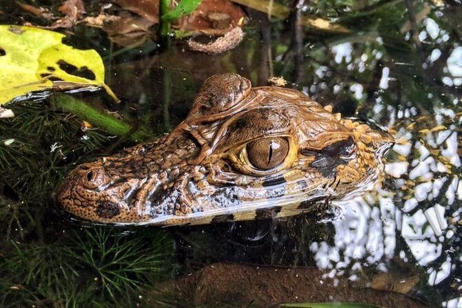 3 days 2 nights  Peruvian Tambopata Jungle - Practical Considerations and Value