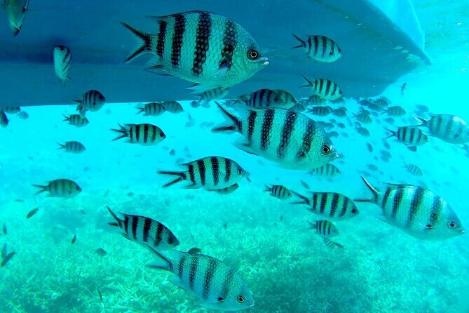 3 Days and 2 Nights Tioman Tour Package from Singapore - Exploring the Tioman Tour Experience in Detail