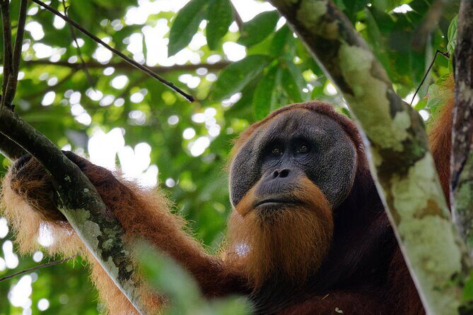 3 Days Bukit Lawang Tour (Happy Jungle) - An Authentic 3-Day Adventure in Bukit Lawang and Gunung Leuser National Park