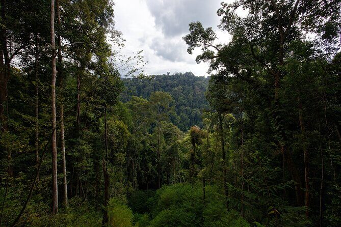 3 Days Bukit Lawang Tour (Happy Jungle) - Key Points